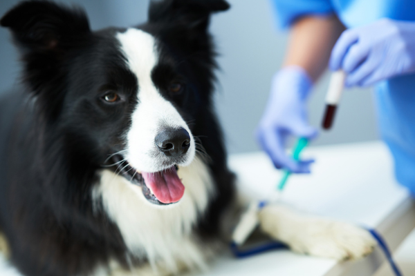 Collie Care Fund